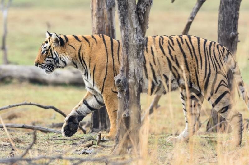Compare Corbett and Ranthambore for a 5-Day Wildlife Photography Trip in November on a 50K Budget